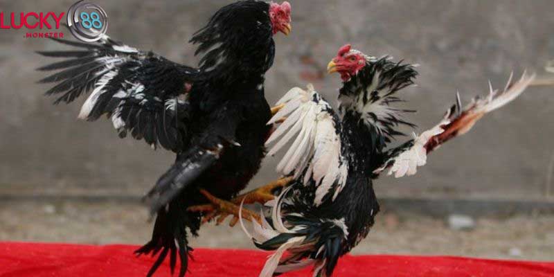 Cách chọn gà đá đòn chất lượng