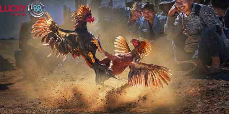 Chế độ dinh dưỡng là cách nuôi gà đá chân mạnh