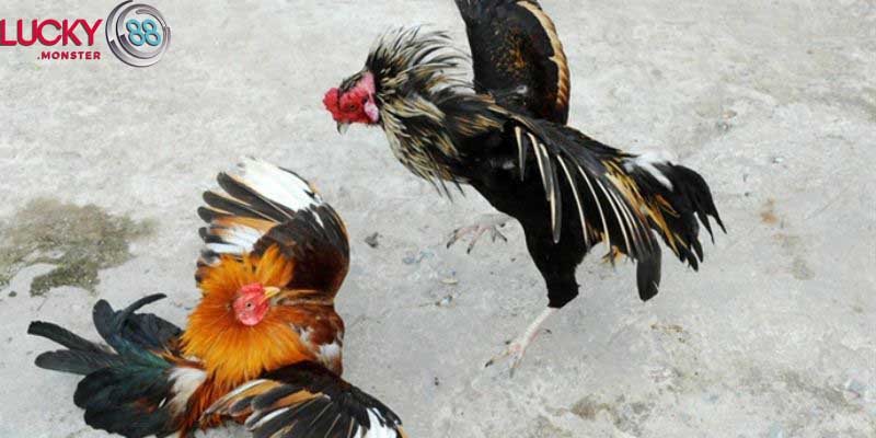 Những điều cơ bản cần biết về gà đòn